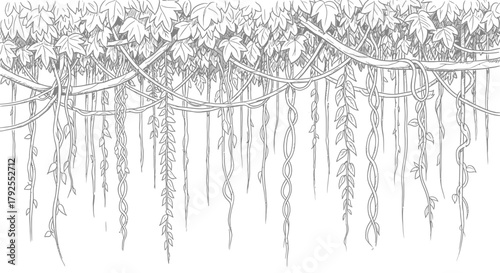 Monochrome line art illustration of dense jungle canopy and liana vines