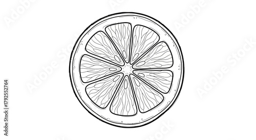 Monochrome Line Drawing Featuring a Citrus Slice Against White Canvas
