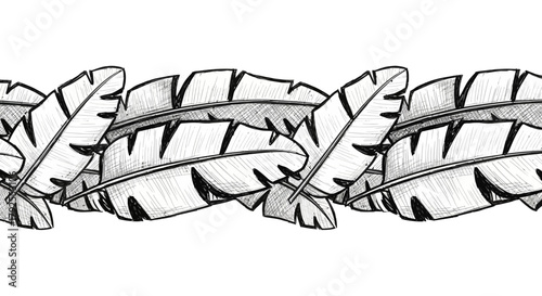 Monochrome tropical banana leaves hand-drawn vector illustration for design