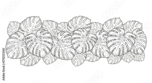 Monstera Deliciosa Leaf Outlines Arranged in a Lush Botanical Border