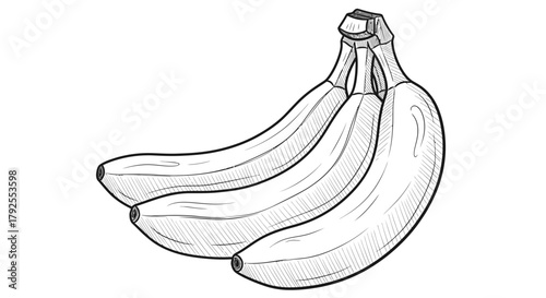 Simple sketch of a banana bunch in black outline for drawing practice