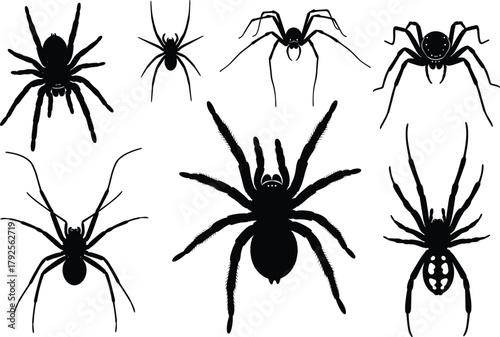 Spider silhouettes collection, various spider species vector illustration, black tarantula and web spiders, creepy insect design elements, Halloween decoration, isolated on white background
