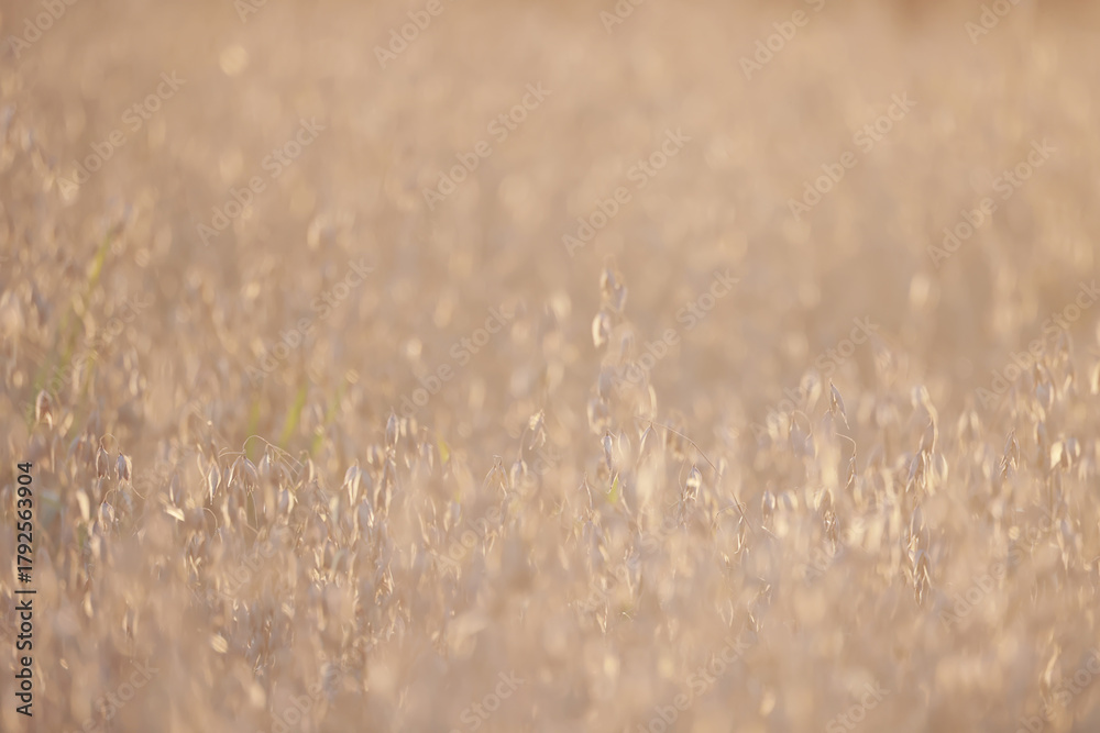 Fototapeta premium golden agricultural field of ripe grain, background texture of ears in the sun