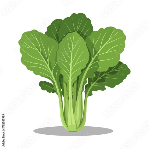 An Isolated, Fresh Illustration of a Vibrant Bok Choy Plant Vegetable