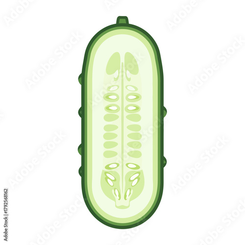 Graphic cucumber half illustration for healthy food ingredient concept