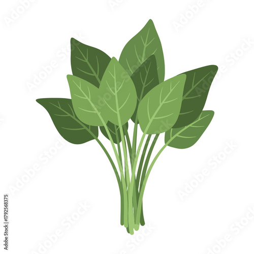 Isolated Fresh Spinach Bunch Vector Illustration for Healthy Eating Concept