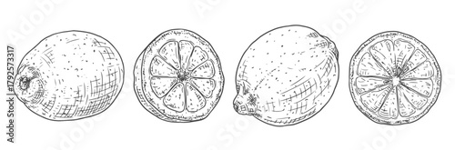 Hand drawn fresh lemon. Vector illustration isolated on white background.