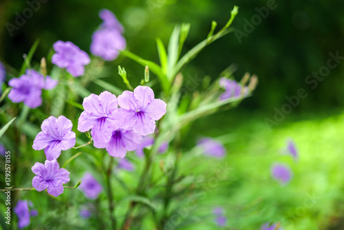 Ruellia tuberosa, also known as minnieroot, fever root, snapdragon root and sheep potato, is a species of flowering plant in the family Acanthaceae.
