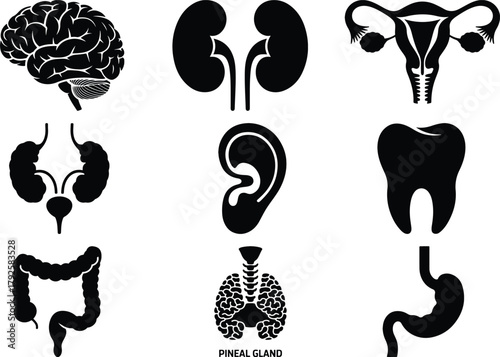 Collection of medical organ icons for healthcare and anatomy