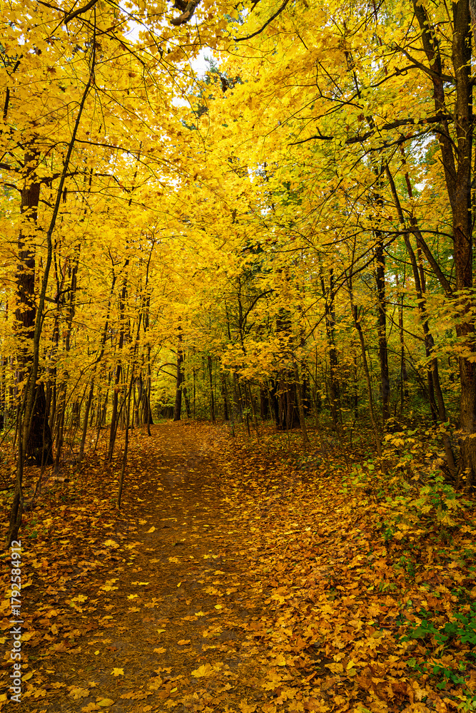 Obraz premium Forest path in autumn park covered with falling leaves. Beautiful woodland landscape during fall season for nature background.