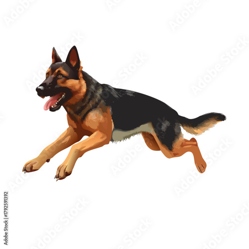 Cute German Shepherd puppy sitting on a white background, a purebred domestic mammal