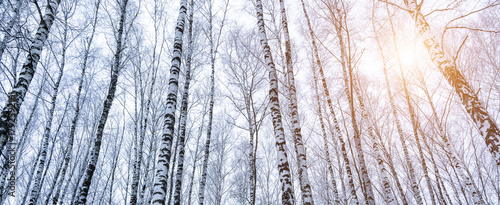 Birch grove after a snowfall on a winter day. Birch branches covered with stuck snow.