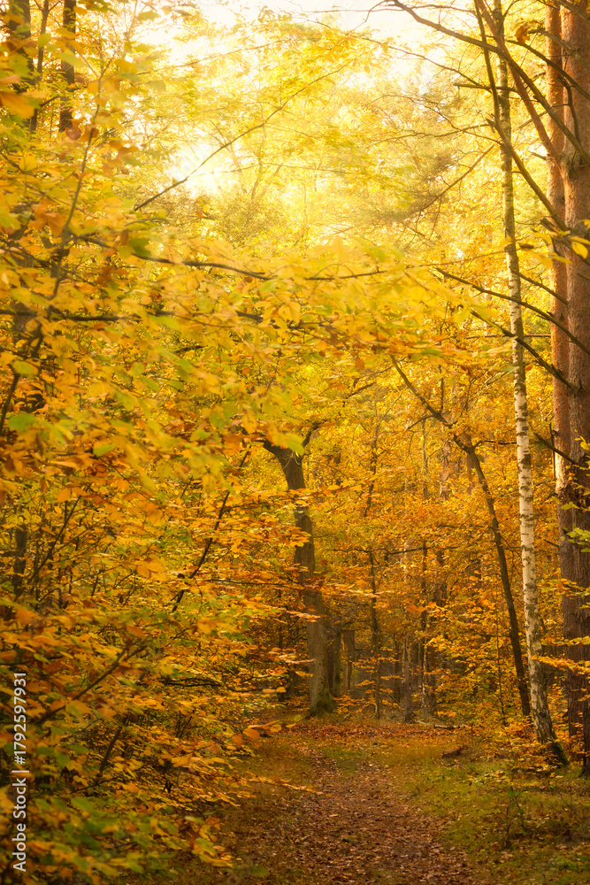 Obraz premium Picturesque autumn forest path with colorful foliage and falling leaves.
