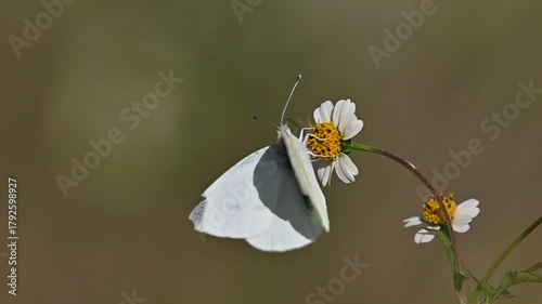 Small White (Pieris rapae) seen feeding on flower nectar in the Tigris Valley.