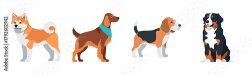 Illustration of four dog breeds: akita, setter, beagle, bernese mountain dog