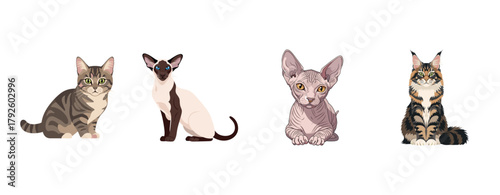 Illustrated cats: tabby, siamese, sphynx, and maine coon on white background