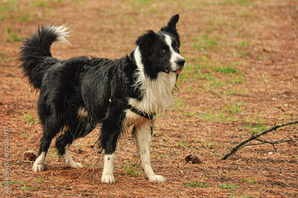 Fototapeta premium Border collie dog striking a funny pose in nature