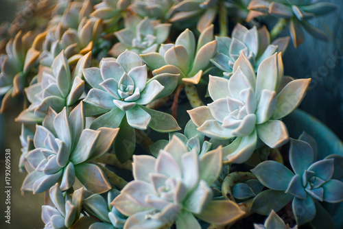 ghost plant in the garden