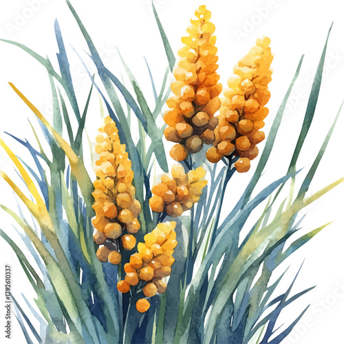 watercolor of Lomandra Flower, vector, isolated on a white background.