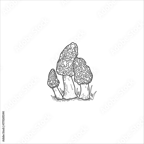 Mushroom outline sketch artwork handmade illustration	