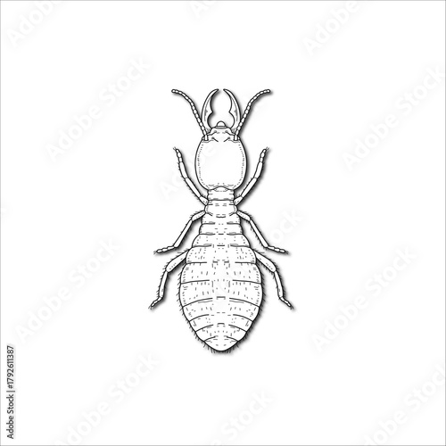 termite sketch drawing artwork handmade illustration