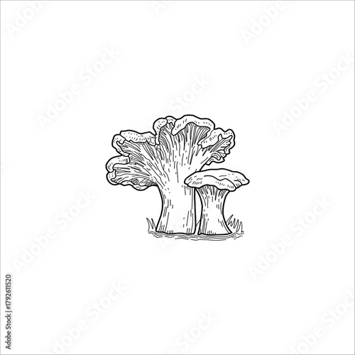 Mushroom outline sketch artwork handmade illustration	