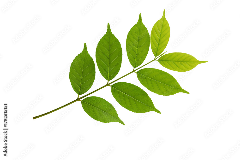 Obraz premium Green Leafy Branch PNG. Fresh vibrant foliage isolated on white, perfect for spring, summer, and nature designs. Organic plant element PNG