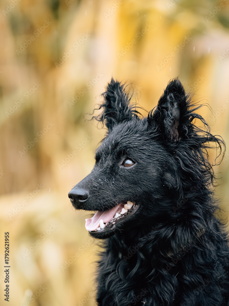 Fototapeta premium black dog portrait
