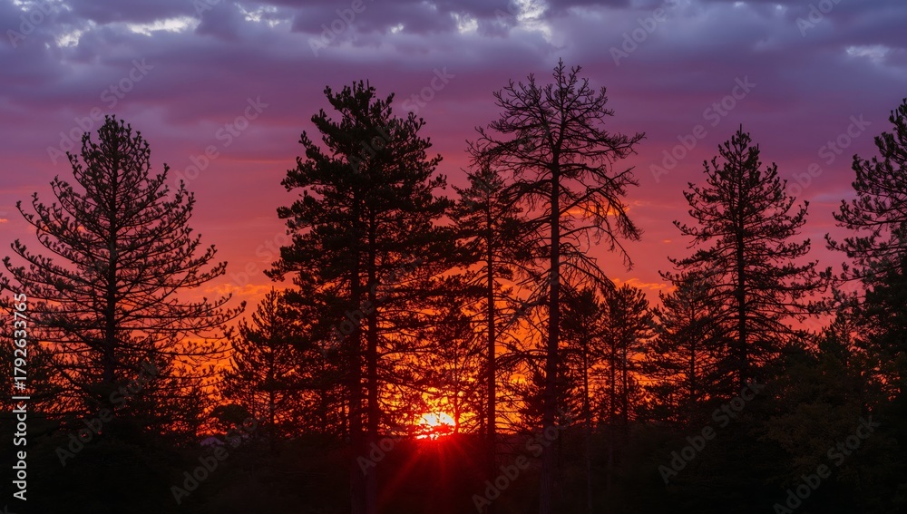 Obraz premium Fiery Twilight Treescape. Silhouette of Forest Against a Vibrant Sunset Sky.