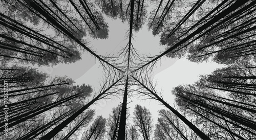 Symmetrical forest perspective illustration with radial tree pattern for nature, geometry, and editorial vector content