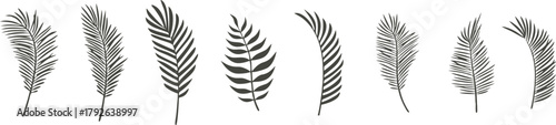Tropical palm leaf silhouette collection isolated on white background, elegant botanical vector illustration for summer design, exotic jungle  or tropical nature pattern artwork.