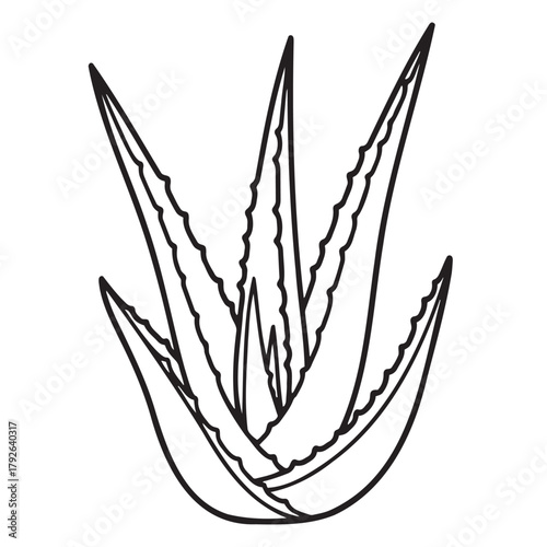Line art of aloe vera leaf on white background — ideal for natural beauty, skin care and eco-friendly content.