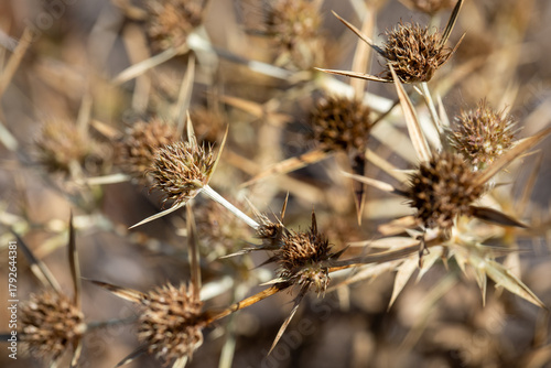 Dry thorn plant close-up in natural light. Sharp spiky texture of a dried thistle on a blurred background. Concept of drought, resilience, and wild nature.   