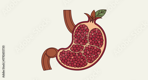 Pomegranate stomach conceptual vector illustration. Digestive system and gut health concept. Flat design graphic for nutrition and wellness