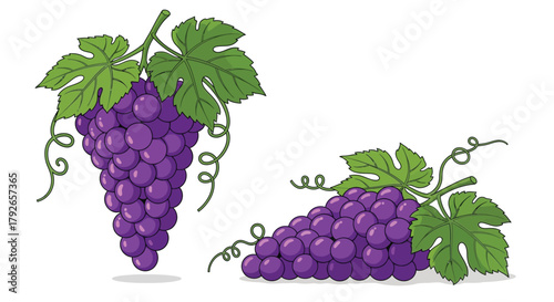 Two Bunches of Fresh Purple Grapes with Green Leaves Illustration