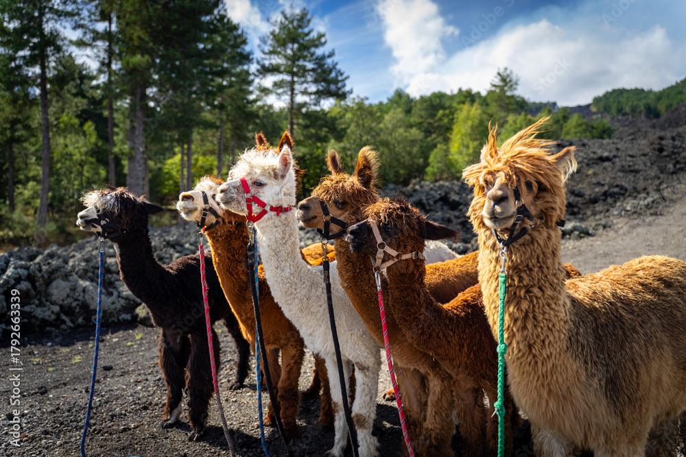 Obraz premium Alpaca trekking on Mount Etna in Sicily - Italy