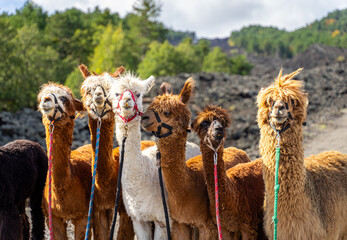 Sierkussen Lama Alpacatrekking op de Etna Sicilië  © marako85