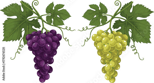 Realistic Vector Illustration of Two Bunches of Grapes, Red and White Varieties, with Lush Green Leaves, Vine, and Curly Tendrils