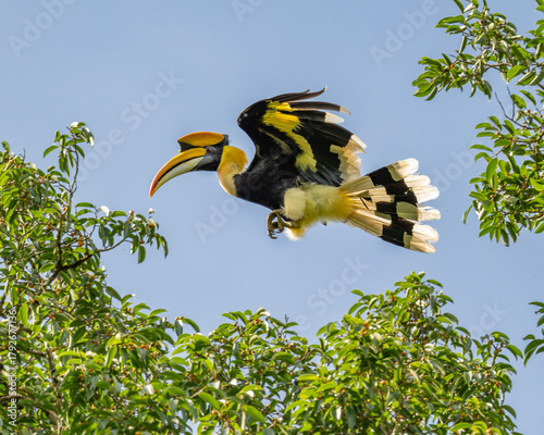 Great Hornbill jumps between trees