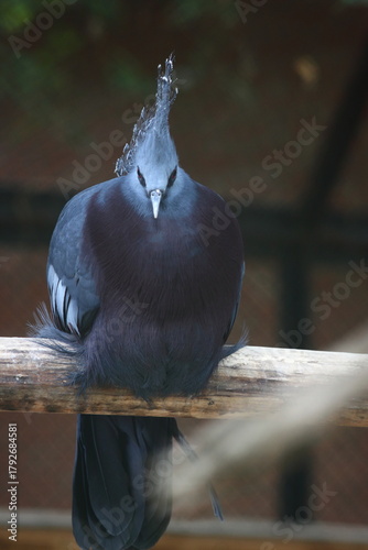 portrait of Victoria's crowned pigeon on a dark background