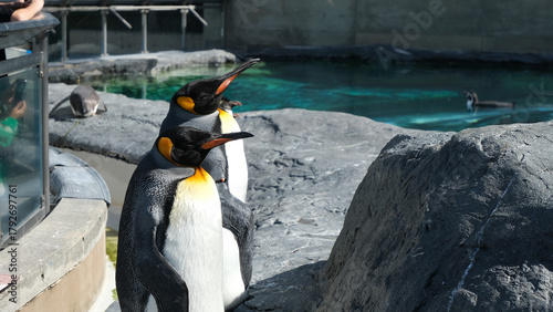 Fotografie a cute couple of king penguins are sunbathing outdoors in the zoo