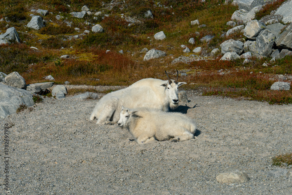 Fototapeta premium Mountain goats rest. A mother and kid lay on the ground in a mountain setting.