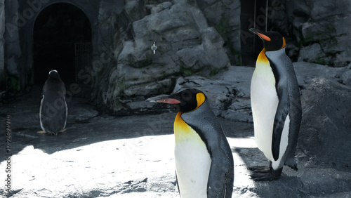 Foto a cute couple of king penguins are sunbathing outdoors in the zoo