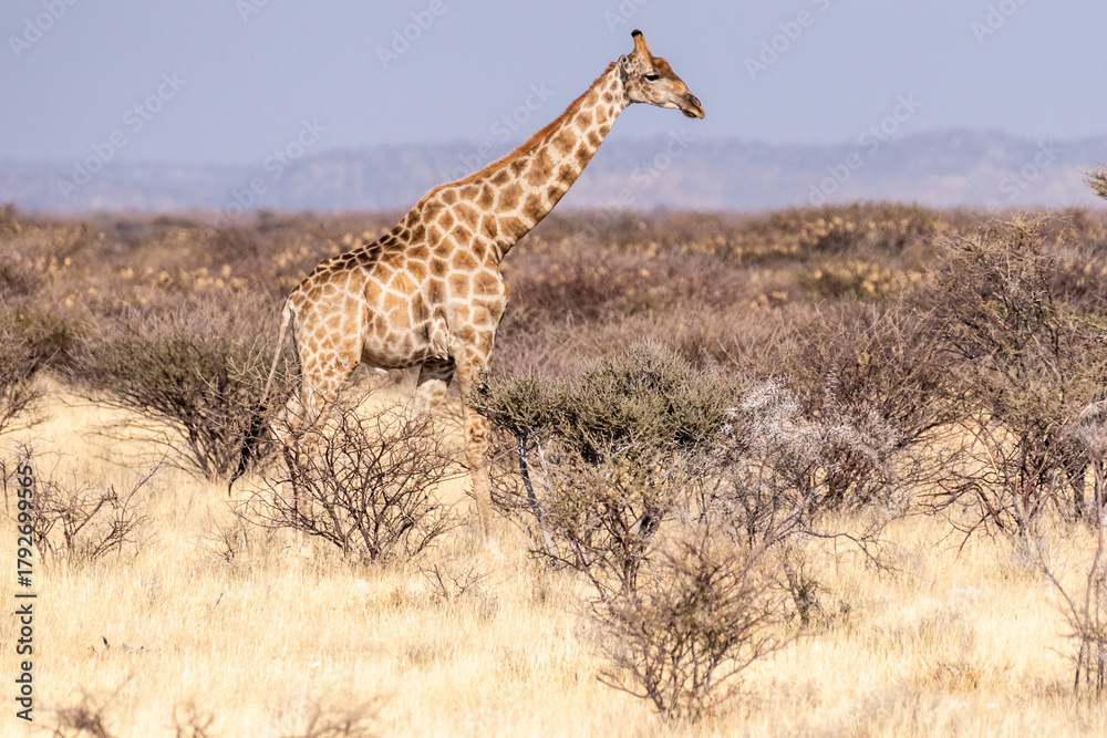 Fototapeta premium An Angolan Giraffe -Giraffa giraffa angolensis- standing on the plains of Etosha national park, Namibia.
