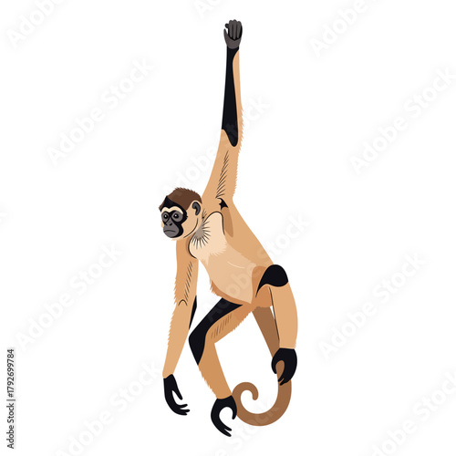 Spider monkey hanging from its tail illustration.