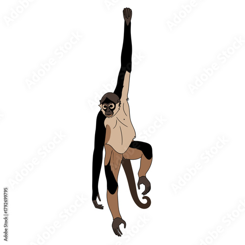 Spider monkey hanging from its tail.