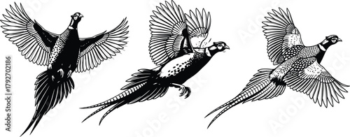Pheasant, bird, flying, wings, tail, feathers, wildlife, nature, black, white, silhouette, illustration, flight, animal, motion, drawing, detailed, posture, airborne, elegant