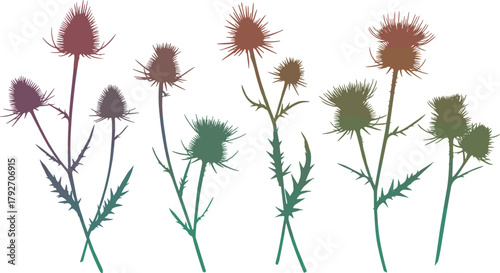 Gradient Thistle Plant Illustration – Colorful Botanical Silhouettes on White