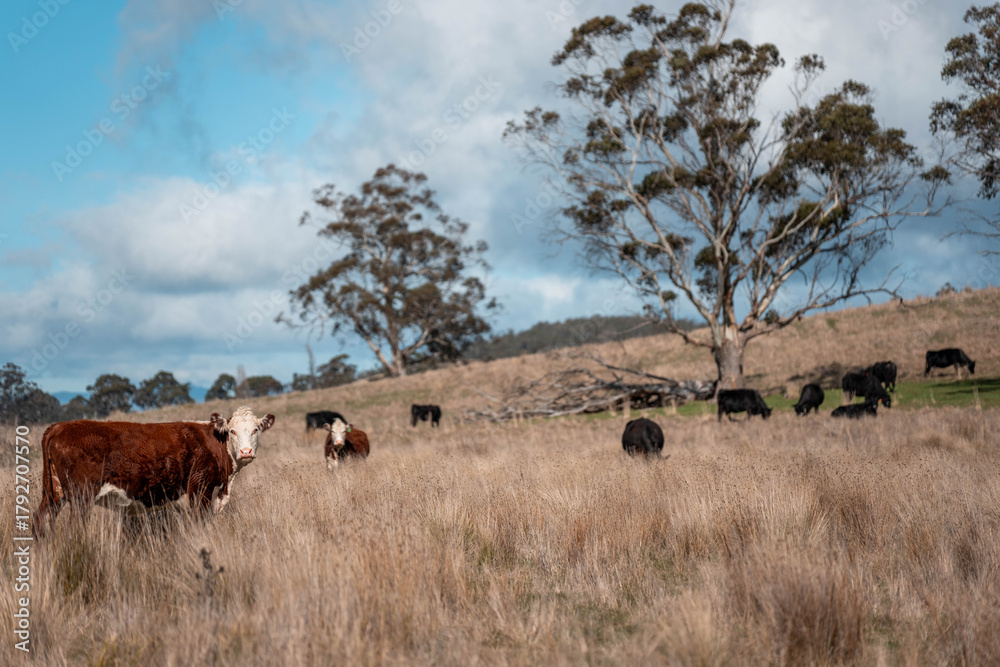 Obraz premium beef angus cows in a field on a farm in tasmania australia. English cattle in a meadow grazing on pasture in springtime. Green grass growing in a paddock on a sustainable agricultural ranch.