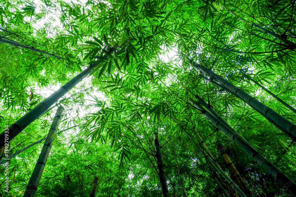 Naklejka premium Many bamboo stalks and light beam,bamboo thick and green,bamboo forest with young Bamboos.